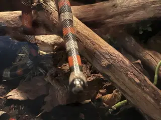 Pueblan (Campbells) Milksnake Avlspar