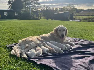 Golden Retriever hvalpe