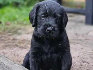 Labradoodle hvalpe