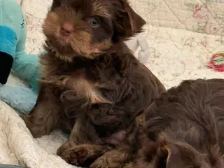 Chokolade Yorkshire Terrier