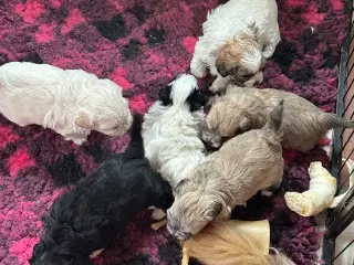 Bichon Havanais 