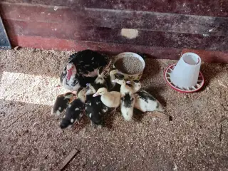 Moskusællinger 8 stk