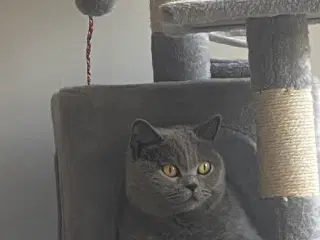 Den sødeste Misse 🐱 