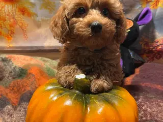 Maltipoo i efterårs  ?