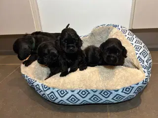 Amerikansk Cocker hvalpe