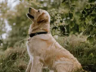 Goldendoodles F1 