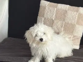 🐶 Skøn og kærlig hund søger nyt hjem 