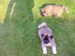 Hundehvalpe Akita American 