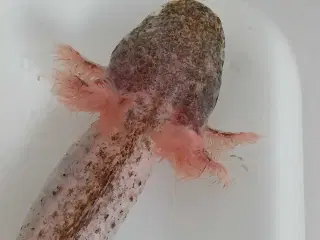 Axolotl Avlsstamme 