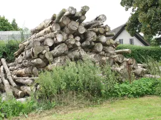 AHORN træ til brænde
