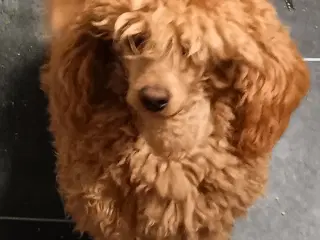 Toy puddel dreng 