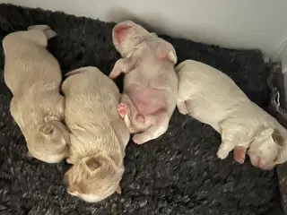 Malteser hvalpe 