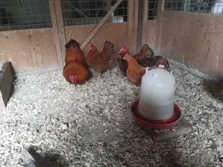 Dværghøns