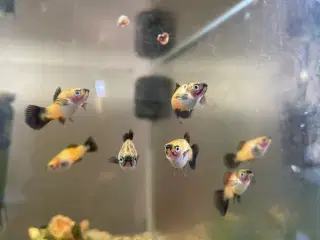 Søde og kærlige fisk