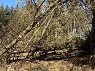 Brænde til brændeovnen