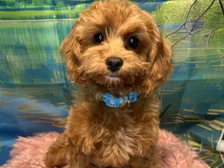 🐾✨ Skønne Maltipoo hvalpe klar !