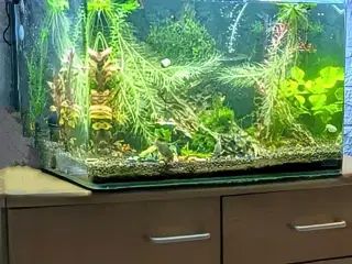 Akvarium, 50 liter