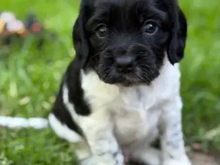 Cavalier Blanding