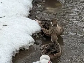 Bahama - Ænder, Sølvfarvet