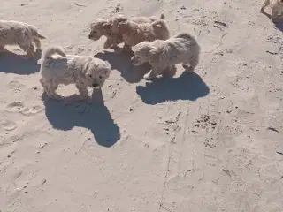 Maltipoo hvalpe