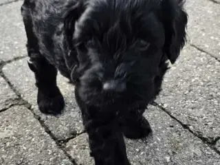 Cavapoo F1B 