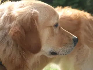 Golden Retriever tilbydes til parring - Nyheder !