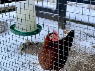 3 stk Dværghøns. Fra i sommers.