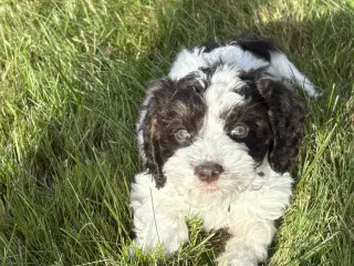 Skønne Cockapoo hvalpe 