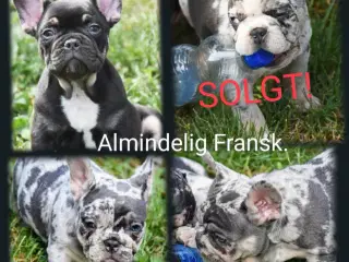 Fransk bulldog hvalpe.