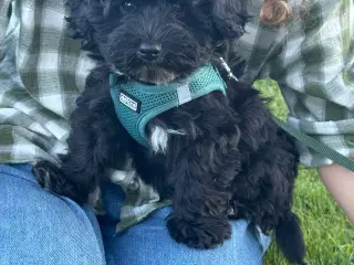 Hundehvalp Maltipoo
