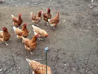 Høns