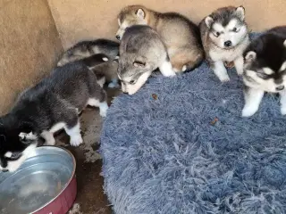 🎄 Alaskan Malamute hvalpe – klar til juleferien!