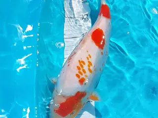Koi 40 cm