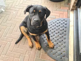 Hun hund