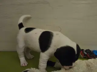 Fransk bulldog og beagle blandinger født 30/10