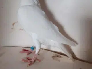 Brevduer unger med DFK ringe og stamtavle