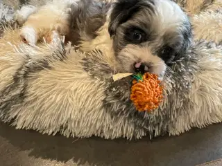 HAVAPOO HVALPE-REJSEKLARE FRA FREDAG !