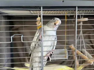 2 Nymfeparakitter 