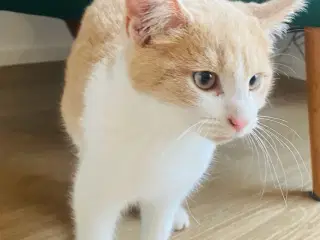 Søde og kærlige staldkillinger 