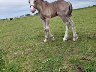 Skøn irish cob hoppe