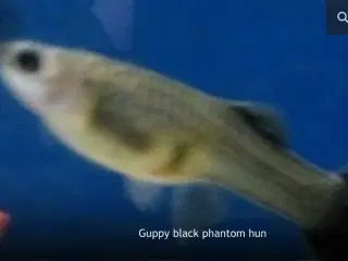 Guppy yngel fisk