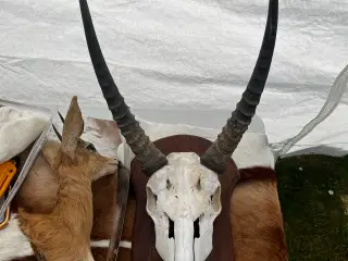 Trofæ