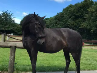 Ukompliceret knabstrupper ponyhoppe