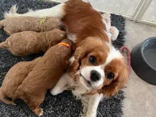 Cavapoo F1