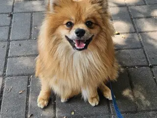 pomeranian tilbydes til avl