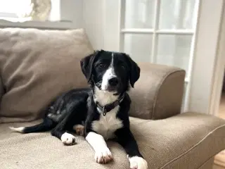 Smukkeste lille pige søger familie 