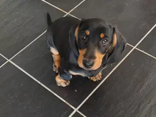 Korthåret gravhundehvalp.