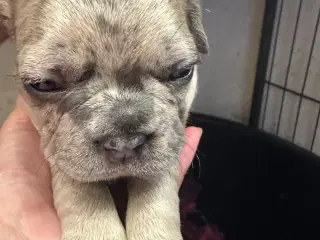 Fransk Bulldog 