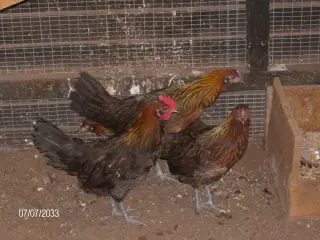 Høns dansk landrace