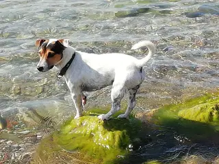 Jack Russell terrier 